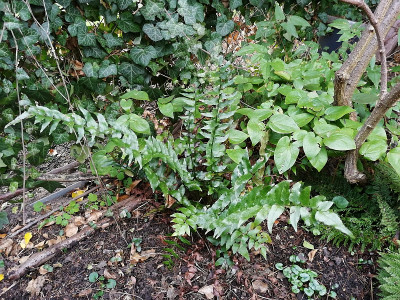 Cyrtomium_hookerianum_20200101_131320.jpg
