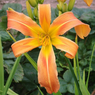 GT01-KRI.20_Strasser-Slg._X_Curly_Cinnamon_Windmill002.jpg