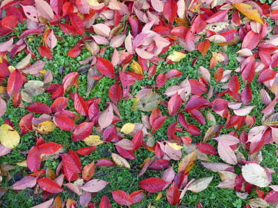 2019-10-20 Gartenimpressionen 3.jpg