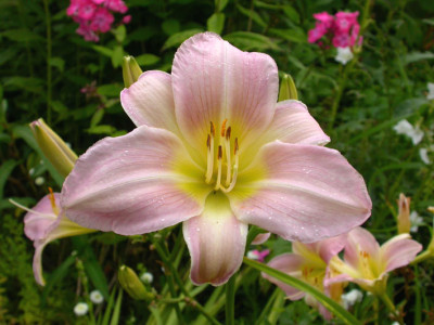 Catherine_Woodberry_2007.jpg