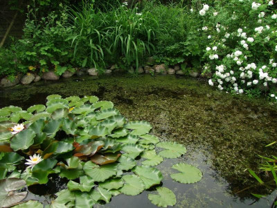 Teich.jpg