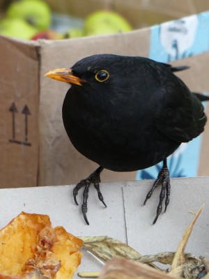 2020-01-03 Amsel 1.jpg