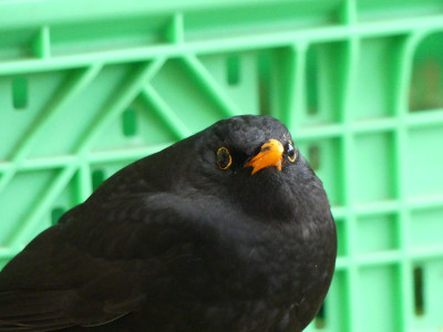 2020-01-03 Amsel 2.jpg