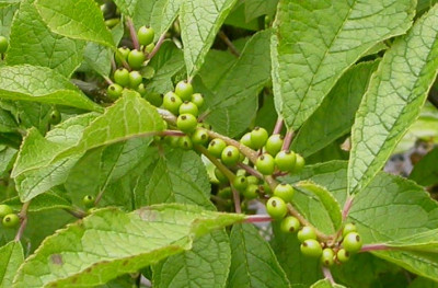 Ilex_verticillata_2007.jpg