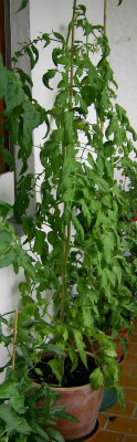 2007-07-12-balkontomaten.jpg