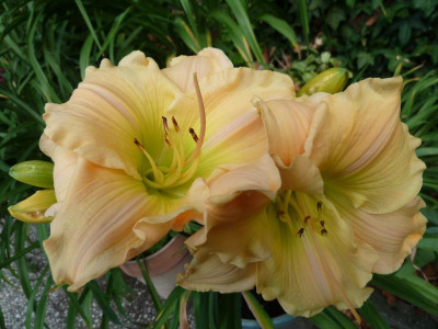 Texas Beautiful Boüquet.JPG