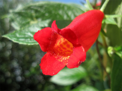 Seemannia-nemathantodes2.jpg