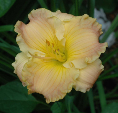 A4498a_Large.JPG