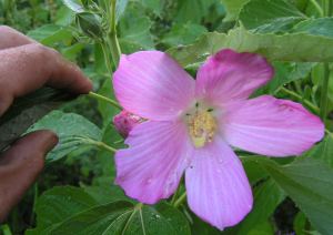 Hibiscus_palustris1.JPG