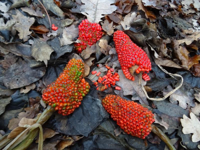 Arisaema consanguineum Samen Januar 2020.JPG