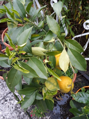 rps20191011_220419.jpg