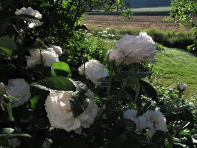 blanche17.img.JPG