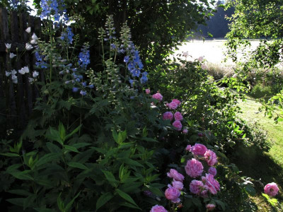 comteritterphloxblanche2.img.JPG