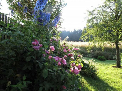 comteritterkorn014.jpg