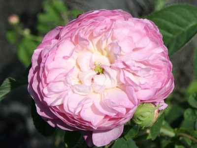 christiane_frost1_g.jpg