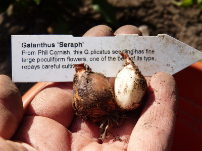 2019-07-21 Galanthus 'Seraph' 1.jpg