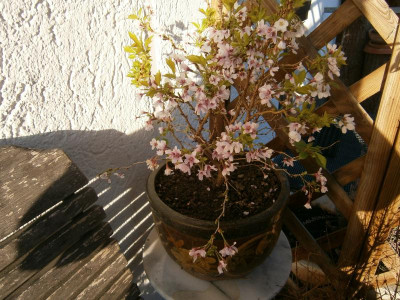 olive frühling 051.JPG