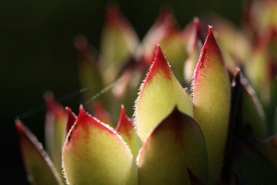 Sempervivum-erleuchtet-3.jpg