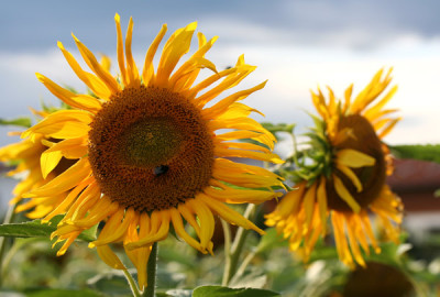Sonnenblume-erleuchtet.jpg