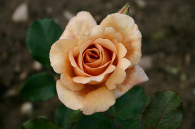 Planten-Treffena6807.jpg