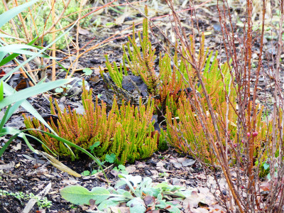 2019-12-27 Calluna vulgaris 'Zoe' 1.jpg