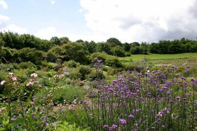 Verbena_bonariensis0107.jpg