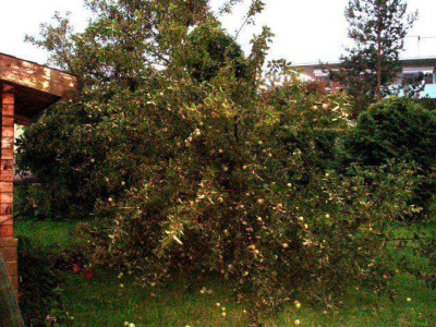 Ast_v._Apfelbaum.jpg