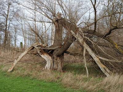 Ruhlsdorf2019_12_31_01Kopfweide.jpg