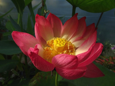Lotus Bonny 1k.jpg