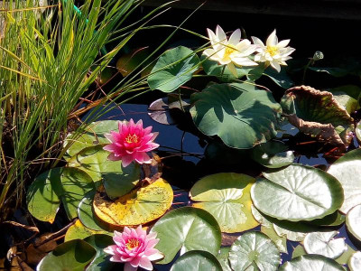 Lotus mit Teichrosen - 2018.jpg
