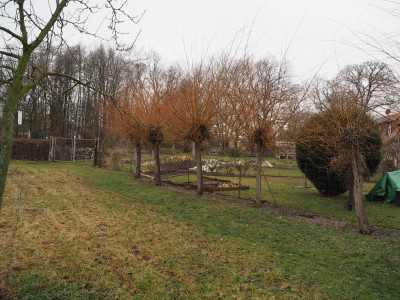 Kopfweiden 1 8.1.20 ue.JPG