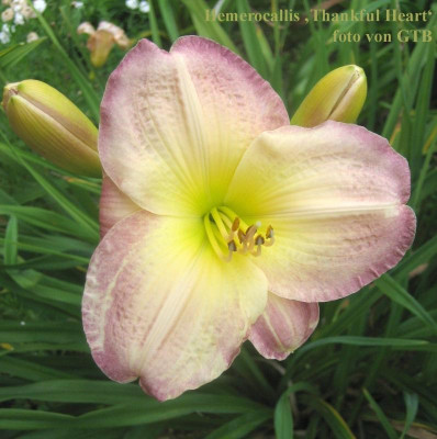 021 Thankful Heart_7340_r1.jpg