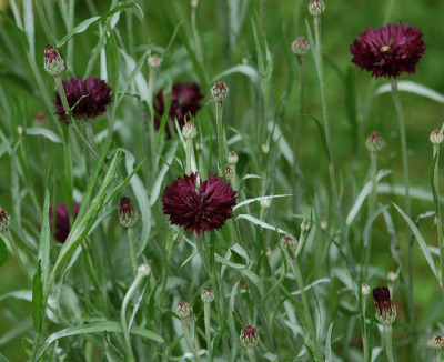 Schwarze-Kornblume.jpg