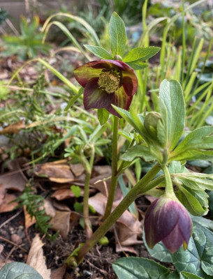 helleborus-torquatus_januar20.jpg