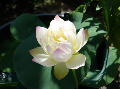2019-06-28 Nelumbo 'Green Maiden' 1.jpg