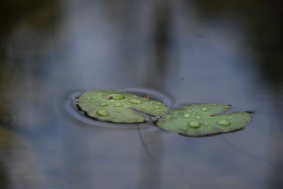 a_drop_kat07_2.jpg