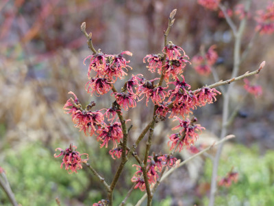 2020-01-09 Hamamelis 'Old Copper' 2.jpg
