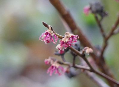 2020-01-09 Hamamelis 'Amethyst' 1.jpg