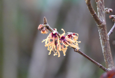 2020-01-09 Hamamelis 'Harry' 1.jpg