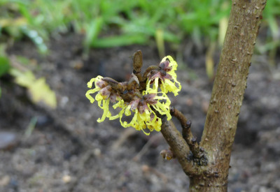 2020-01-09 Hamamelis 'Pallida' 1.jpg
