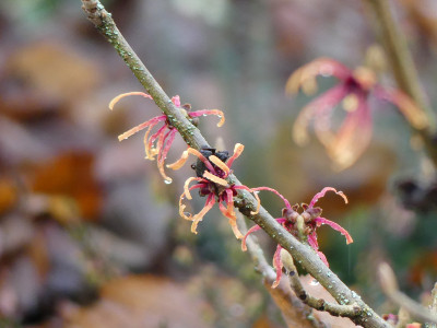 2020-01-09 Hamamelis 'Robert' 1.jpg