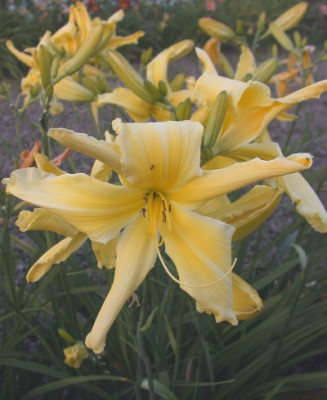 GT01-KL9.8_Zitroneneis_X_Yellow_Angel004.jpg