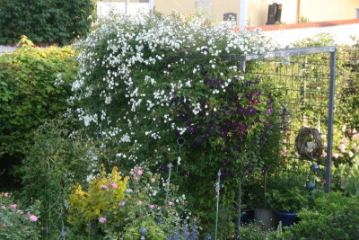 Rosenlaube0619.JPG