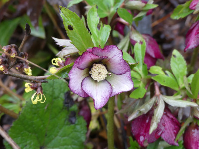 2020-01-09 Helleborus 'Roter Januar' 3.jpg