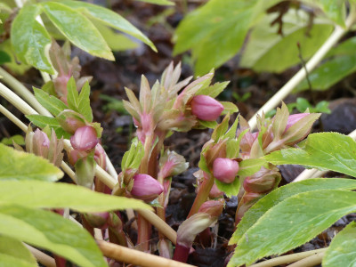2020-01-09 Helleborus x hybridus 1.jpg