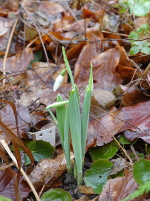 2020-01-09 Galanthus 'Fly Fishing'.jpg