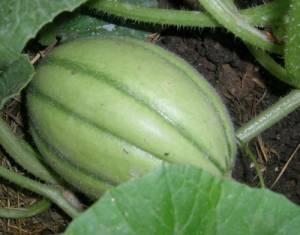 Melone_Innestato_v._gunther.jpg