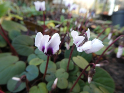 Cyclamen coum hell dark nose 200110.jpg