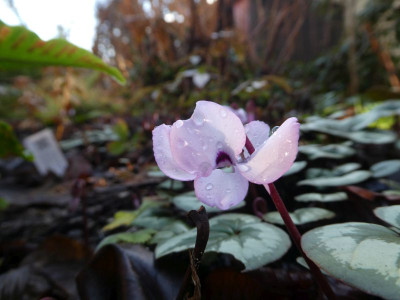 Cyclamen coum großblütig 200110.jpg