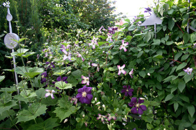 Cl.vit.Tango_u.Etoille_Violett0207.jpg